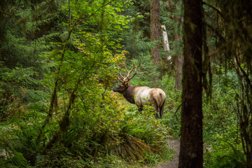 Elk, Hoh Rainforest, Washington