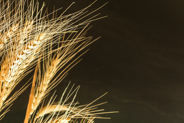 Closeup Ear wheat on black background with copy space