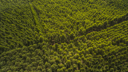 Aerial View of Eucalyptus Forest, Brazil