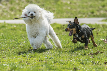 Beautiful two dogs © Baronb
