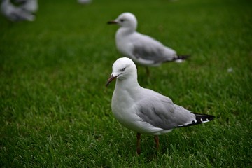 Seagulls