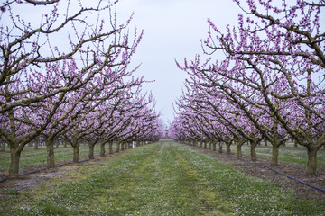 Obraz premium Magnificent field of peach trees in bloom