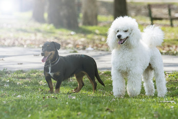 Beautiful two dogs