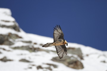 Gipeto in volo
