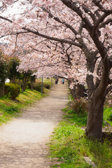 Fototapeta premium 桜咲く道