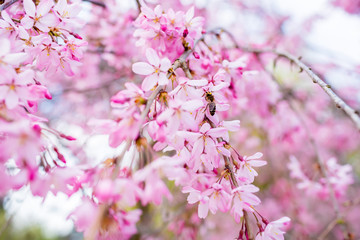 Beautiful spring pink flowers. Sakura tree
