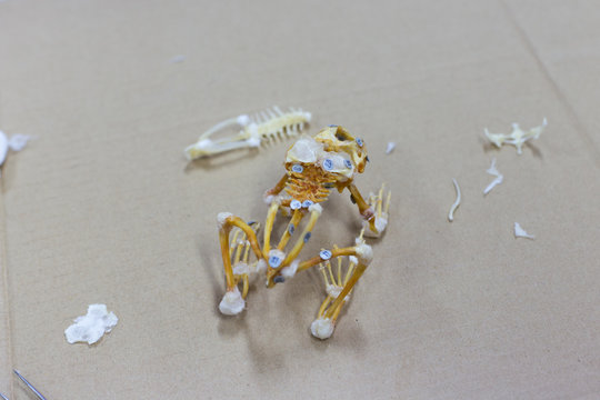 Skeleton of a frog for education in the classroom.