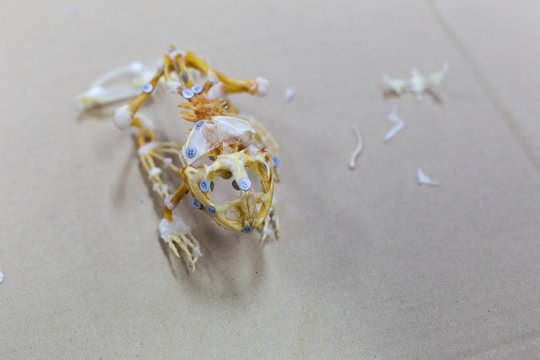 Skeleton of a frog for education in the classroom.
