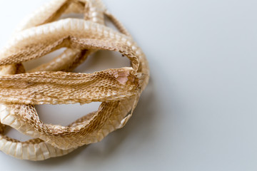 Shedded snake skin for education in the classroom.