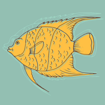 Vector fish, coral fish hand drawn abstract illustration. Sketch with arabian angelfish, marine animal