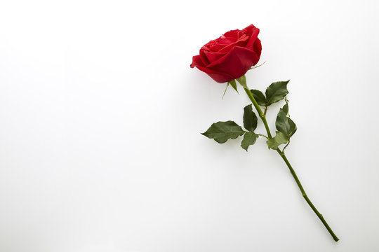 Phota Roes รูปภาพRoes-Flower – เลือกดูภาพถ่ายสต็อก เวกเตอร์ และวิดีโอ241 | Adobe Stock