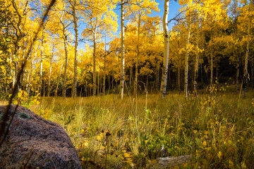 Aspens in Fall, Pikes Peak Colorado