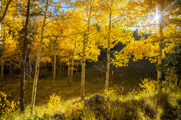 Aspens in Fall, Pikes Peak Colorado