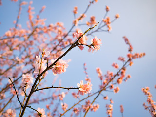 early spring pink blossoms