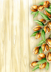 Top view of argan nuts on the table template. Watercolor