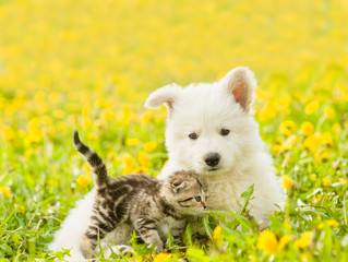 Cat and dog together on a dandelion field