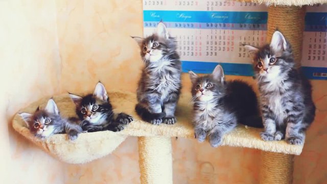 Funny Maine Coon kittens sit at catside home move their heads back and forth. 1920x1080. hd