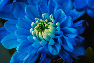 Blue chrysanthemum as background. The blue chrysanthemum flower, close up, macro. Blue flower close up. beautiful bouquet with chrysanthemum, background.
