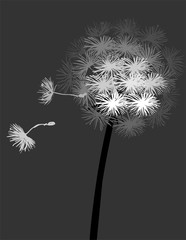Dandelion Fluffy Flower and Seeds 