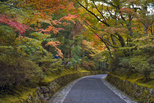 Colourful leaves in Japanese garden in Kyoto during autumn