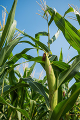Green corn field with blue sky