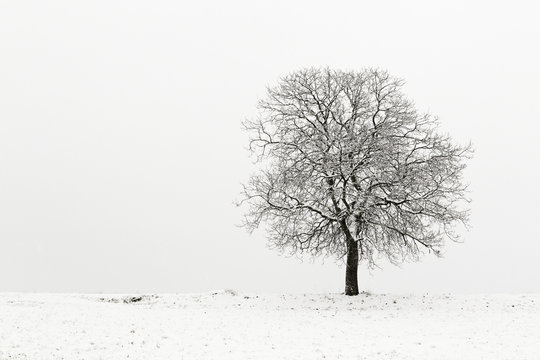 Lone apple tree on snowy landscape in winter