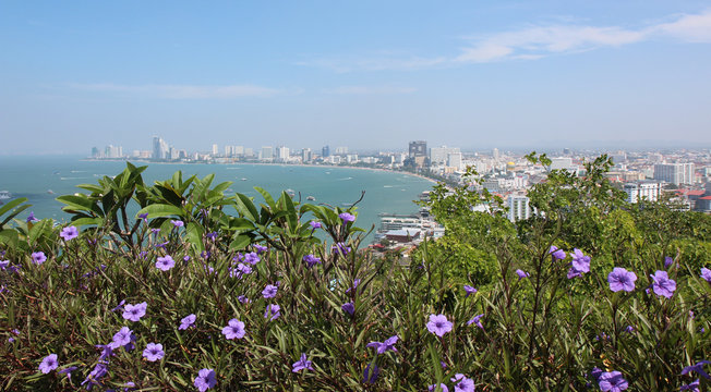 Lilac flowers against the background of the Gulf of Siam.Pattaya.Tayland