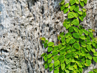 The ivy on the tree in the garden.
