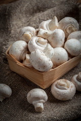 Freshly harvested mushrooms.
