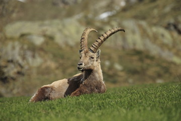 Stambecco nel prato