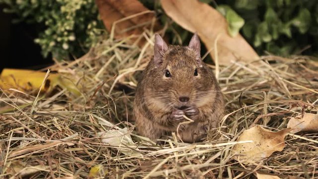 Portrait of a small degu eating seeds in the woods
