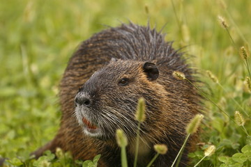 Nutria