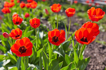 Colorful tulip flower, Tulip flower and green leaves background with sunlight.