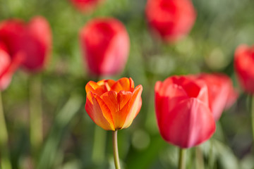 Spring tulips on the meadow under sun rays