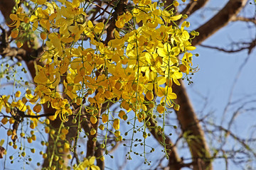 Golden shower, Cassia Fistula, bloom in tree. Called konna in Kerala, India and is part of the Hindu Vishu festival. Also national flower of Thailand.