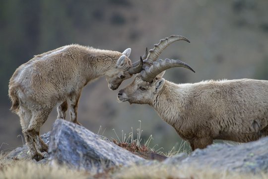 Alpine ibex touching head at Stelvio National Park