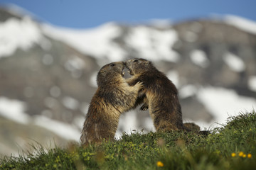 Marmotte