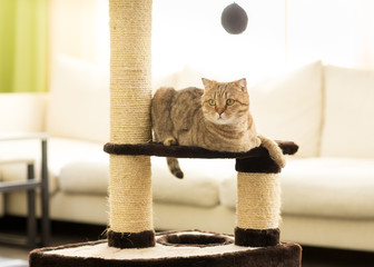 Cat lying on a scratching post, on living room background