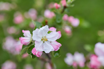 Fototapeta na wymiar White sakura flower blossoming as natural background