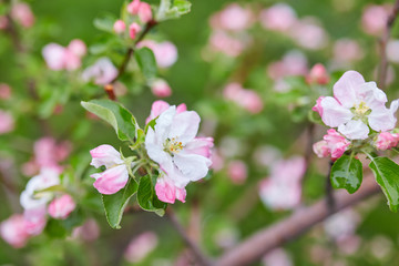 White sakura flower blossoming as natural background