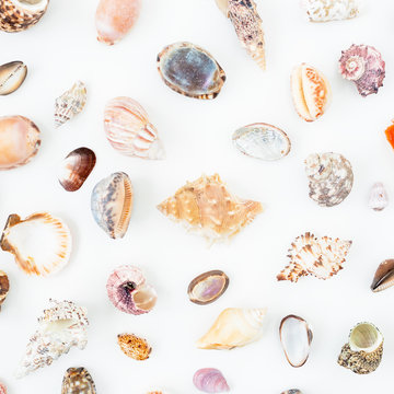 Ocean shells isolated on white background. Flat lay. Top view. Ocean pattern. 
