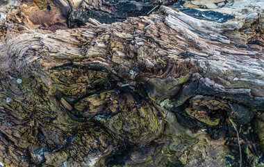 Warped Driftwood Closeup 3