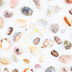 Ocean tropical shells isolated on white background. Flat lay. Top view. 