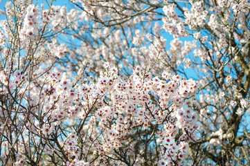 Blooming tree with pink flowers in spring. Springtime. Sunny day