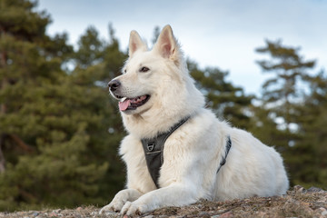 White swiss shepherd