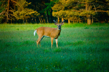 Young Deer in Green Meadow