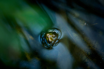 Head of a Frog Peeking out of Water in Pond