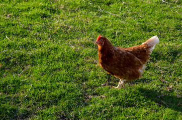 Hen in the field