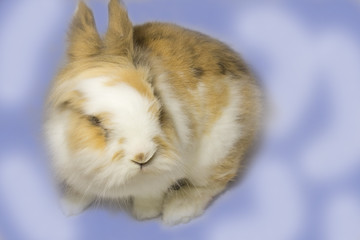 Pretty rabbit