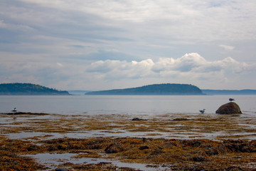 Seascape at Low Tide with Seaweed and Gulls